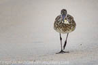 Willet with Food 2